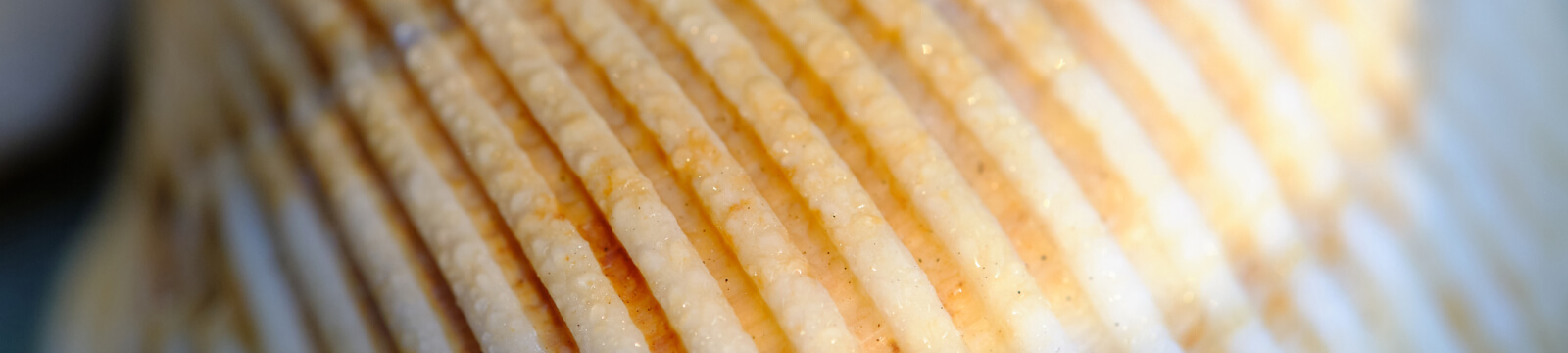 close up texture of a shell