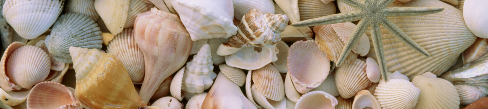 pile of shells
